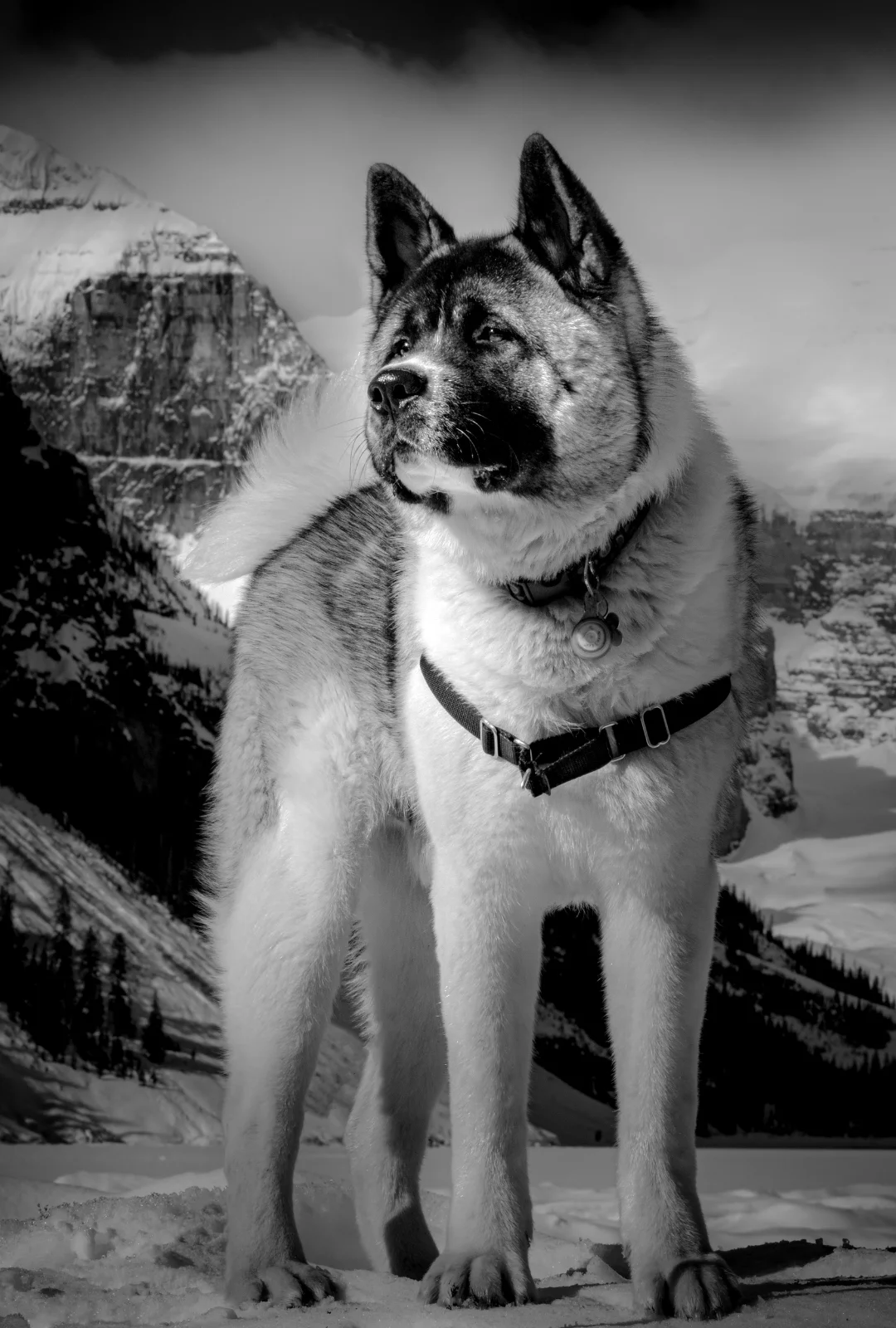 Tusk the Akita