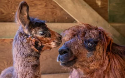 Photographing Mini Llamas in a Rainforest