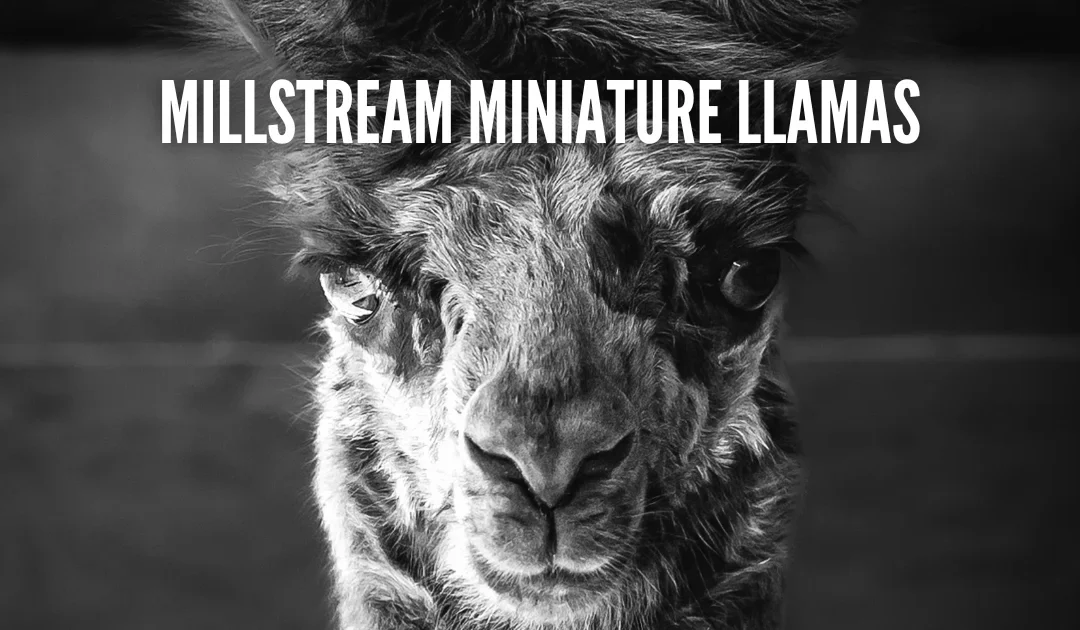 Photographing Mini Llamas: A Dreamy Day in Langford’s Hidden Rainforest