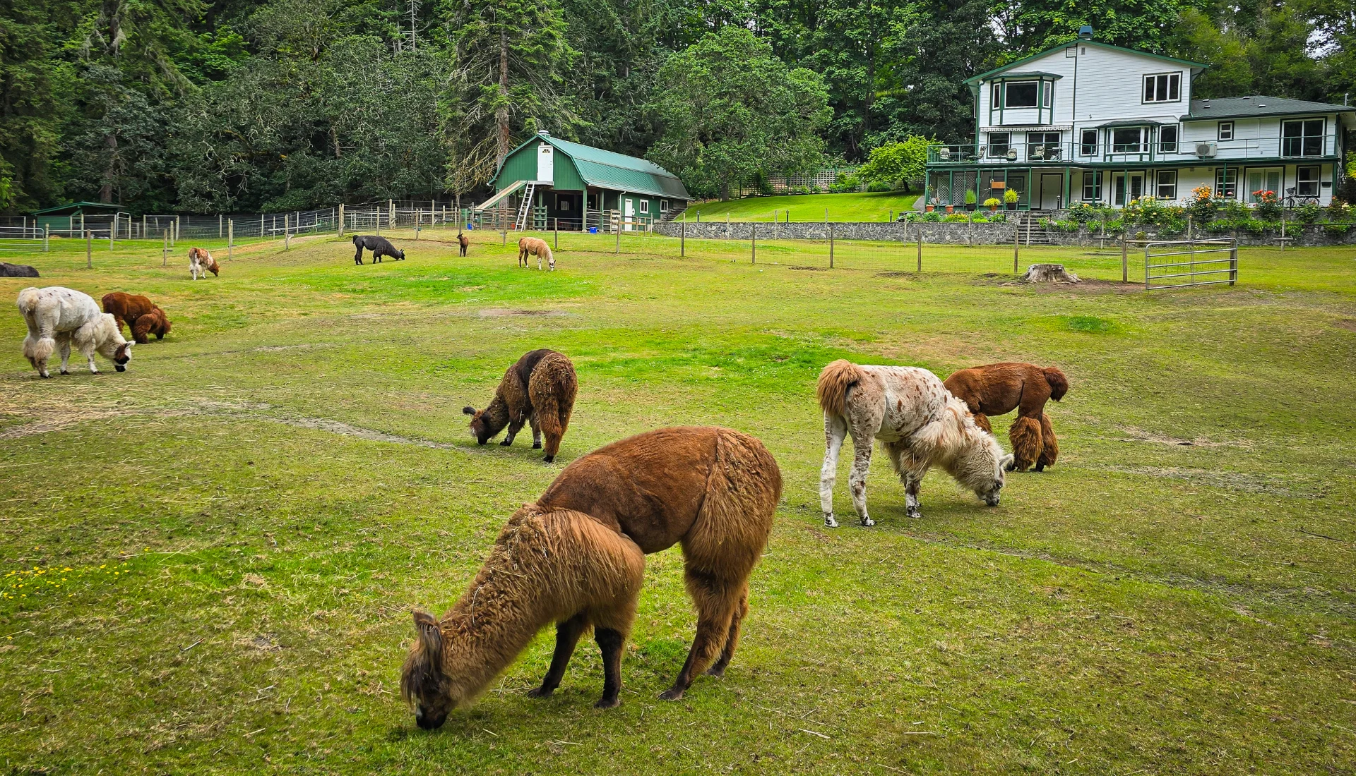 Chris Mullin Photography - Blog - Millstream Miniature Llamas - property
